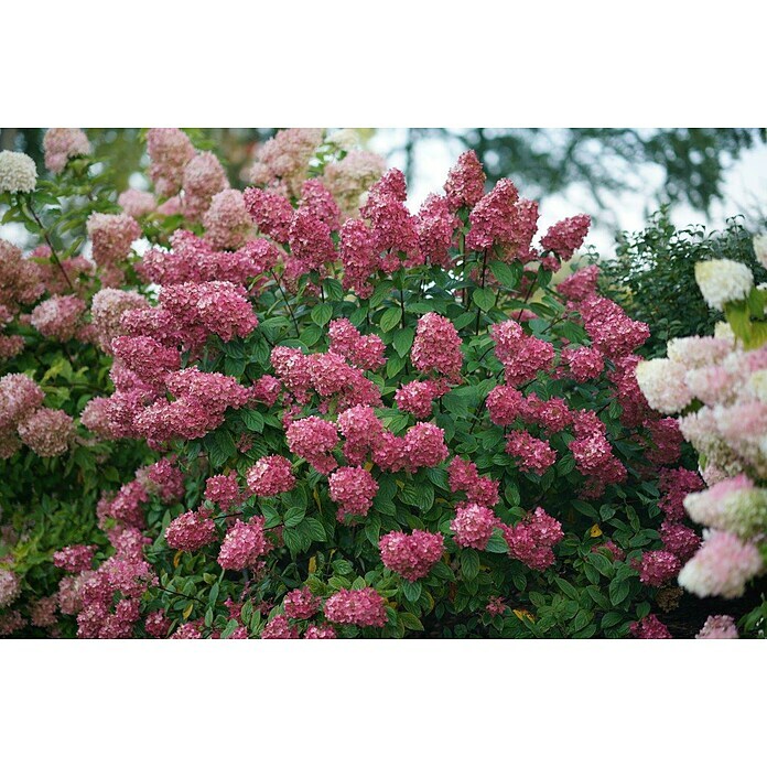 Rispen-HortensieHydrangea paniculata 'Fire Light'®, Weiß/Rosa/Rot Detail Shot