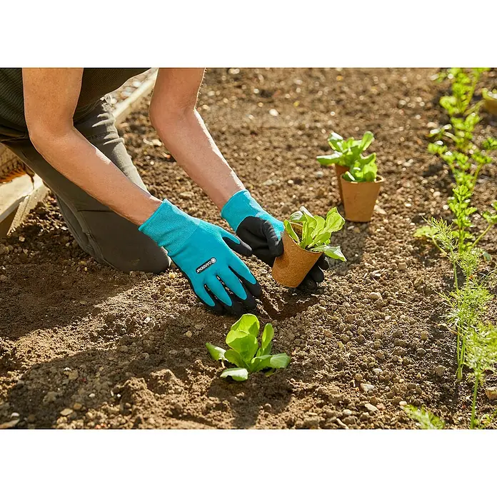 Gardena Gartenhandschuhe Pflanz- und Bodenarbeit - 8, M, Schwarzblau - Gärtner pflanzt Setzlinge mit Gardena Gartenhandschuhen in ein Beet. Die Handschuhe schützen beim Arbeiten im Garten.