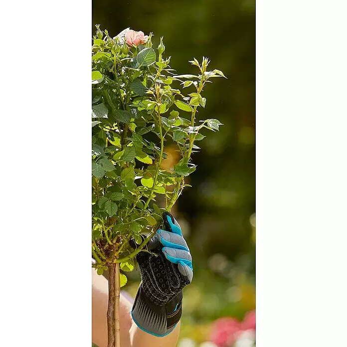 Gardena Gartenhandschuhe Rosen - M, Grau/Türkis - Eine Hand in einem grau-schwarz-hellblauen Gartenhandschuh hält eine dornige Rosenpflanze.