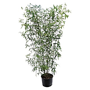 Piardino Bambus (Phyllostachys aureasulcata 'Spectabilis')