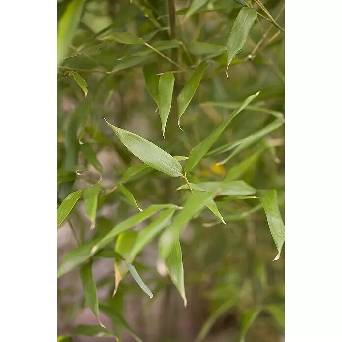 Piardino RiesenbambusPhyllostachys bissettii, 125 cm - 150 cm, Topfgröße: 26 cm
