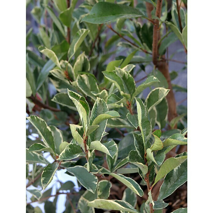 Piardino Glanzmispel (Photinia fraseri 'Pink Marble', Topfgröße: 30 cm) | BAUHAUS