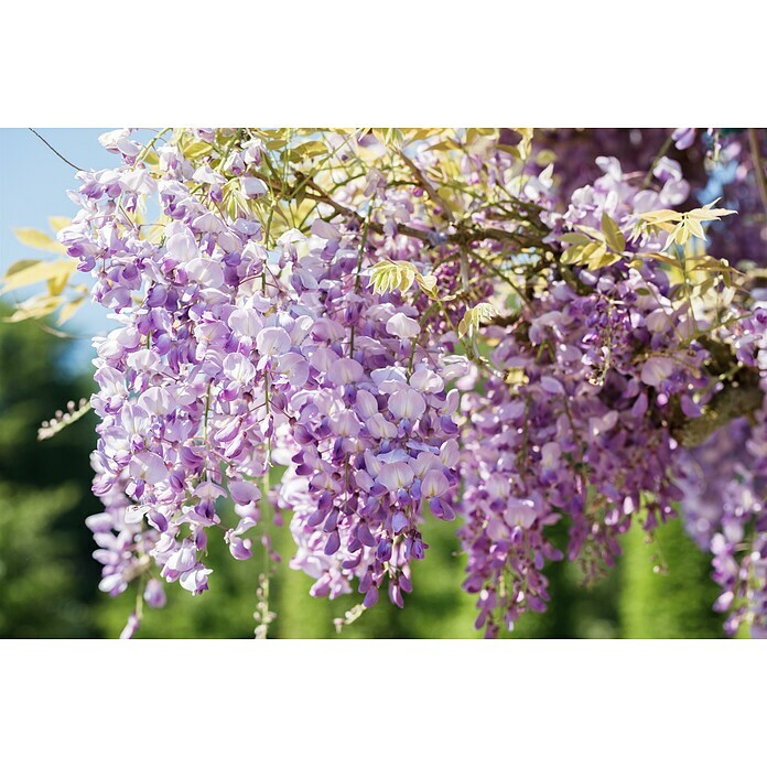 Piardino BlauregenWisteria sinensis in Sorten, Topfgröße: 24 cm, Blau/Weiß/Rosa Detail Shot