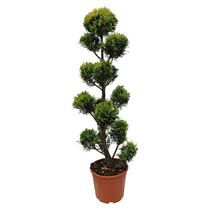 Piardino Leyland-Zypresse (Cupressocyparis leylandii 'Gold Rider', Topfgröße: 37 cm) | BAUHAUS