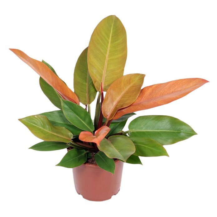 Piardino Baumfreund (Philodendron hybriden 'Prince of Orange', Topfgröße: 17 cm) | BAUHAUS