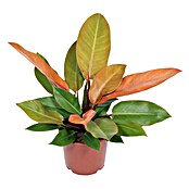 Piardino Baumfreund (Philodendron hybriden 'Prince of Orange', Topfgröße: 17 cm) | BAUHAUS