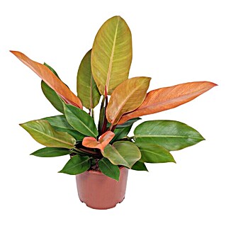 Piardino Baumfreund (Philodendron hybriden 'Prince of Orange', Topfgröße: 17 cm)