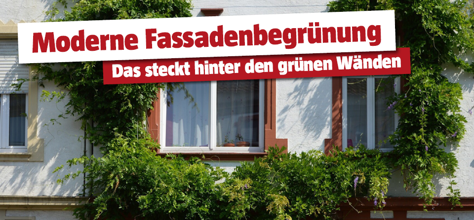 Fassadenbegruenung 