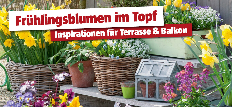 Frühlingsblumen im Topf