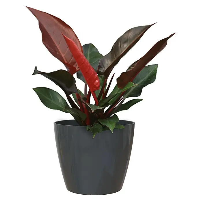 Artevasi San Remo Übertopf rundAußenmaß (Ø x H): 16 x 14,5 cm, Anthrazit - Ein Philodendron 'Red Sun' in einem stilvollen, dunkelgrauen Topf, der seine leuchtend roten und grünen Blätter zur Schau stellt.