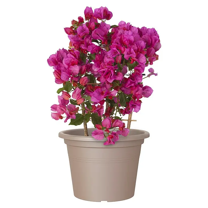 Artevasi Venezia Pflanztopf Cilindro - Außenmaß (Ø x H): 25 x 18,2 cm, Kunststoff, Taupe - Eine Bougainvillea-Pflanze mit leuchtend pinkfarbenen Blüten in einem grauen Topf, ideal für den Innen- und Außenbereich.