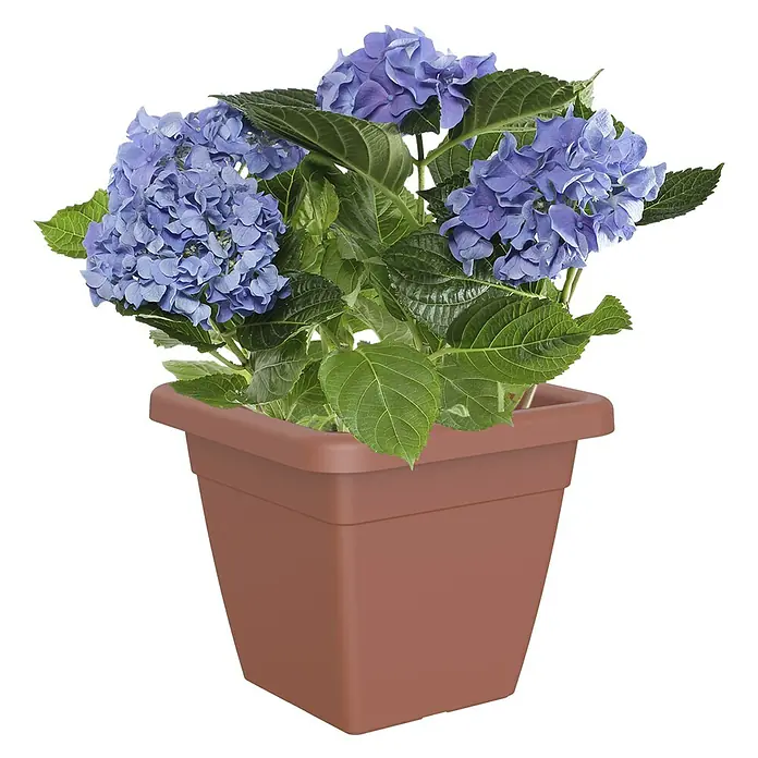 Artevasi Venezia Pflanzkasten - Außenmaß (L x B x H): 39,2 x 39,2 x 33,8 cm, Kunststoff, Terracotta - Eine Topfhortensie mit üppigen blauen Blüten und saftig grünen Blättern in einem quadratischen, braunen Topf. Eine dekorative Zimmerpflanze.