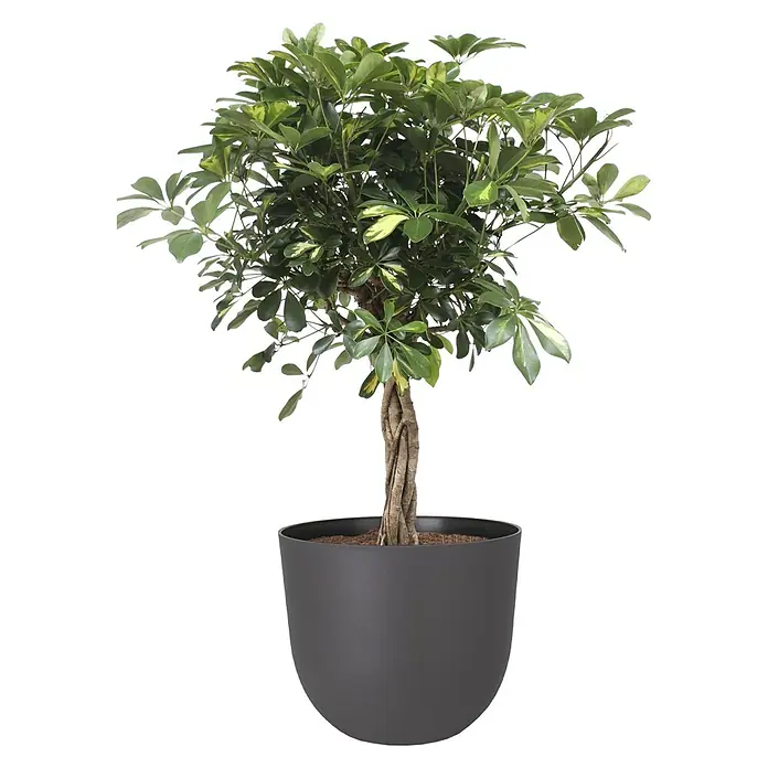 Artevasi Pflanztopf Havana Natural - Außenmaß (Ø x H): 30 x 24,9 cm, Kunststoff, Vulkan - Zimmerpflanze Schefflera Arboricola in einem modernen grauen Topf, ideal für die Dekoration von Innenräumen mit einem Hauch von Grün und Eleganz.
