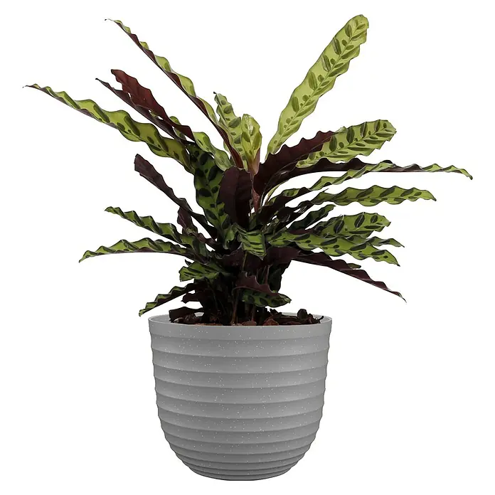 Artevasi Pflanztopf Havana Waves - Außenmaß (Ø x H): 40 x 33,2 cm, Kunststoff, Weiß-Grau - Die Calathea Rufibarba im Topf hat attraktive, gewellte Blätter mit einer auffälligen Musterung. Die Pflanze ist ein echter Blickfang für jedes Zuhause.