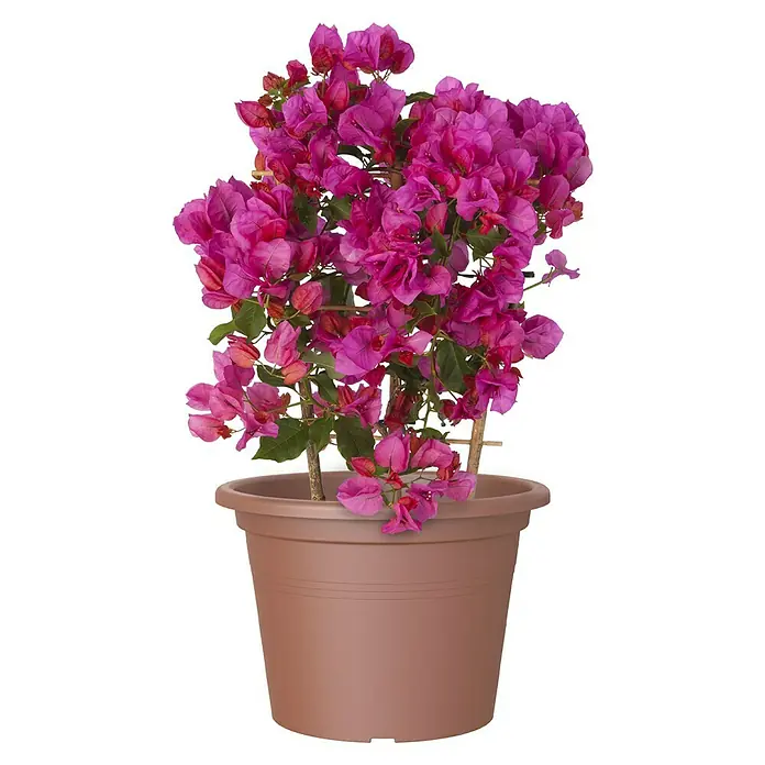 Artevasi Venezia Pflanztopf Cilindro - Außenmaß (Ø x H): 40 x 27,5 cm, Kunststoff, Terracotta - Eine üppige Bougainvillea-Pflanze mit leuchtend pinkfarbenen Blüten in einem braunen Topf, die eine attraktive und farbenfrohe Ergänzung darstellt.
