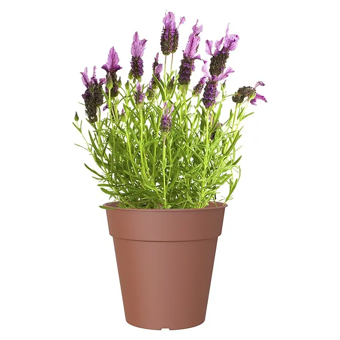 Artevasi Madagascar Pflanztopf - Außenmaß (Ø x H): 17 x 16,2 cm, Kunststoff, Terrakotta - Topfansicht einer Lavendelpflanze in einem braunen Topf. Die Pflanze hat violette Blüten und grüne Blätter, die einen schönen Kontrast bilden.