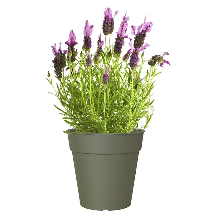 Artevasi Madagascar Pflanztopf - Außenmaß (Ø x H): 27 x 25 cm, Kunststoff, Olivgrün - Lavendelpflanze in einem grauen Topf, mit lila Blüten und grünen Blättern, ideal zur Dekoration und für den Garten.