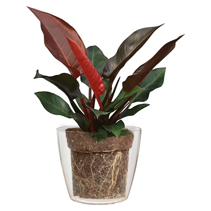 Artevasi San Remo Übertopf rund - Außenmaß (Ø x H): 12,5 x 11,5 cm, Transparent - Zimmerpflanze 'Philodendron Red Emerald' in einem durchsichtigen Topf. Die Pflanze hat rote und grüne Blätter.