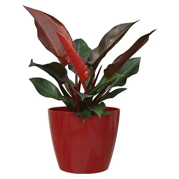 Artevasi San Remo Übertopf rund - Außenmaß (Ø x H): 9 x 7,5 cm, Dunkelrot - Roter Philodendron 'Prince of Orange' Zimmerpflanze im passenden roten Topf. Eine schöne und pflegeleichte Dekoration für Ihr Zuhause.