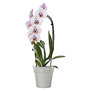 Artevasi Madagascar Orchideentopf (Außenmaß (Ø x H): 21 x 20,2 cm, Kunststoff, Transparent)