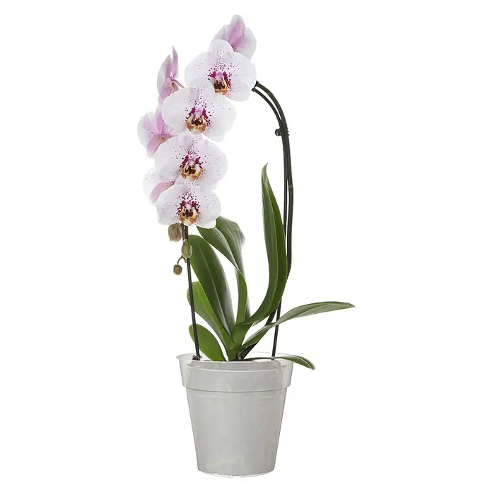 Artevasi Madagascar Orchideentopf - Außenmaß (Ø x H): 17 x 16,2 cm, Kunststoff, Transparent - Nahaufnahme einer blühenden Phalaenopsis-Orchidee in einem durchsichtigen Topf, die die zarten Blüten und grünen Blätter der Pflanze hervorhebt.