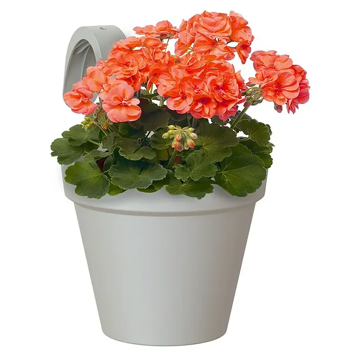 Artevasi Capri Geländertopf - Außenmaß (Ø x H): 20 x 28 cm, Kunststoff, Hellgrau - Ein orangefarbener Geranien-Blumentopf. Der Blumentopf ist aus grauem Kunststoff mit einem Haken zum Aufhängen. Die Blüten sind in voller Blüte und haben eine schöne Farbe.