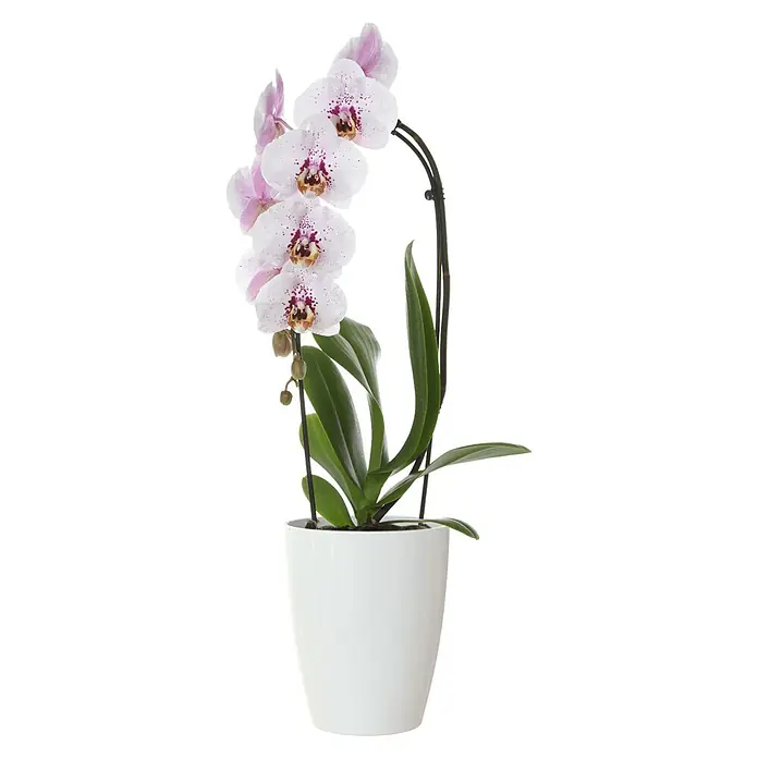 Artevasi Orchideentopf Fiji - Außenmaß (Ø x H): 10,5 x 12,7 cm, Kunststoff, Weiß - Eine elegante, weiße Orchidee mit zarten, rosa-weißen Blüten und grünen Blättern in einem schlichten, weißen Topf.