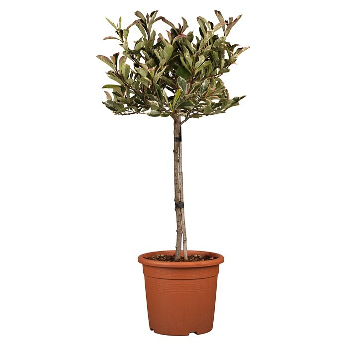 Piardino Glanzmispel (Photinia fraseri 'Pink Marble', Topfgröße: 30 cm) | BAUHAUS