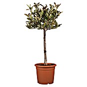 Piardino Glanzmispel (Photinia fraseri 'Pink Marble', Topfgröße: 30 cm) | BAUHAUS