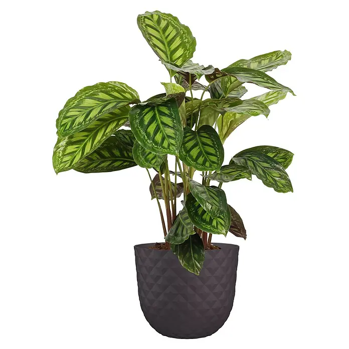 Artevasi Pflanztopf Havana Tropical - Außenmaß (Ø x H): 40 x 33,2 cm, Kunststoff, Schlammgrau - Die Calathea Ornata, mit ihren gestreiften Blättern, ist ein echter Hingucker und verschönert jeden Raum.