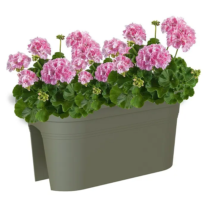 Artevasi Venezia Geländerkasten - Außenmaß (L x B x H): 60 x 30 x 27 cm, Kunststoff, Olivgrün - Nahaufnahme eines grauen Balkonkastens mit üppigen, rosa Geranienblüten und grünen Blättern, ideal für die Gartengestaltung.