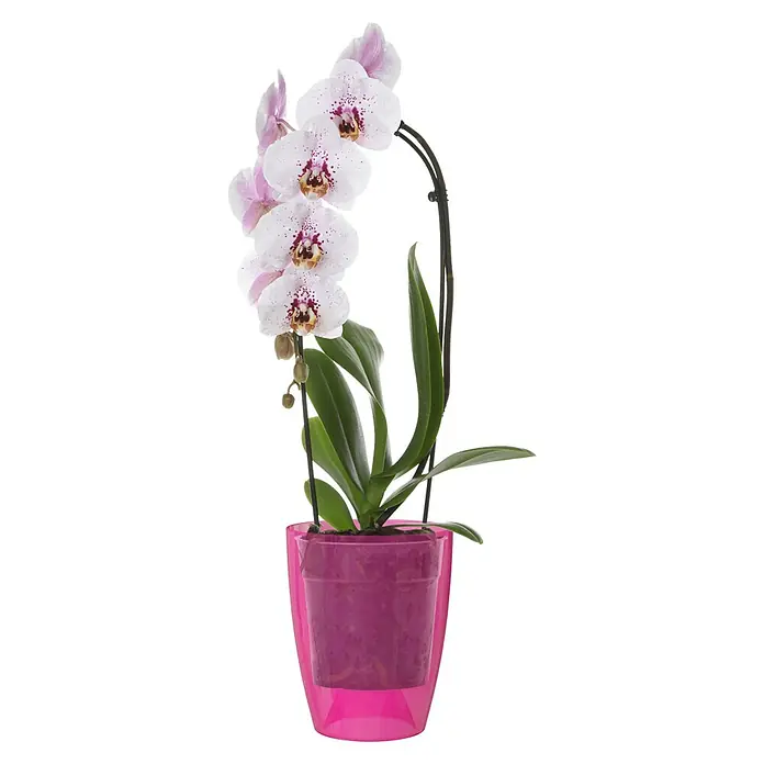 Artevasi Orchideentopf Fiji - Außenmaß (Ø x H): 12,5 x 15 cm, Kunststoff, Fuchsie - Die elegante Orchidee mit ihren zarten, weiß-rosa Blüten und dem auffälligen, pinkfarbenen Topf ist ein Hingucker für jeden Raum.