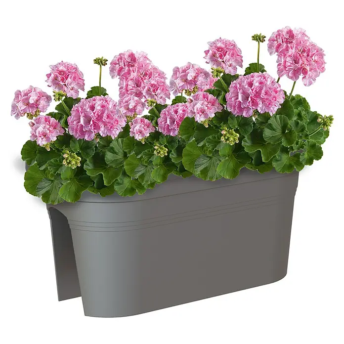 Artevasi Venezia Geländerkasten - Außenmaß (L x B x H): 60 x 30 x 27 cm, Kunststoff, Anthrazit - Dekorative Aufnahme eines Pflanzkastens mit üppigen rosa Geranien auf schwarzem Hintergrund.
