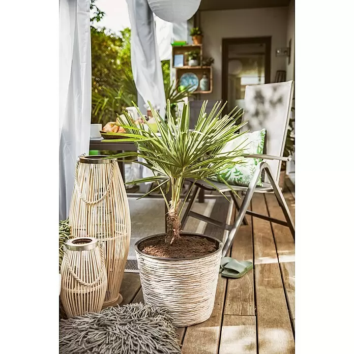 Farolillo alto Tarik - L x An x Al: 28 x 28 x 72 cm, Natural - Una palmera en maceta en una jardinera de mimbre clara, junto a dos farolillos de bambú en un patio de madera.