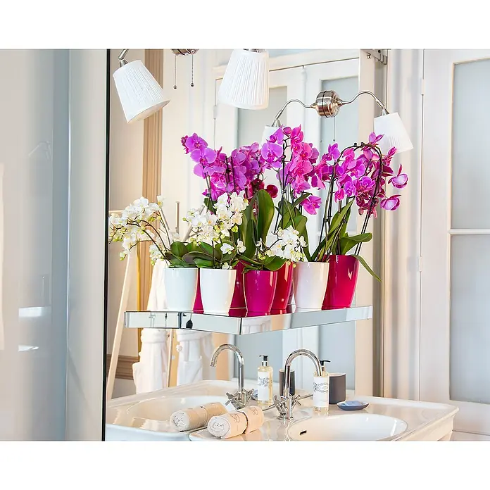 Artevasi Orchideentopf Fiji - Außenmaß (Ø x H): 12,5 x 15 cm, Kunststoff, Weiß - Ein Badezimmerwaschtisch mit weißen und pinkfarbenen Orchideen in passenden Töpfen auf einem Spiegelregal, das eine elegante und frische Atmosphäre schafft.