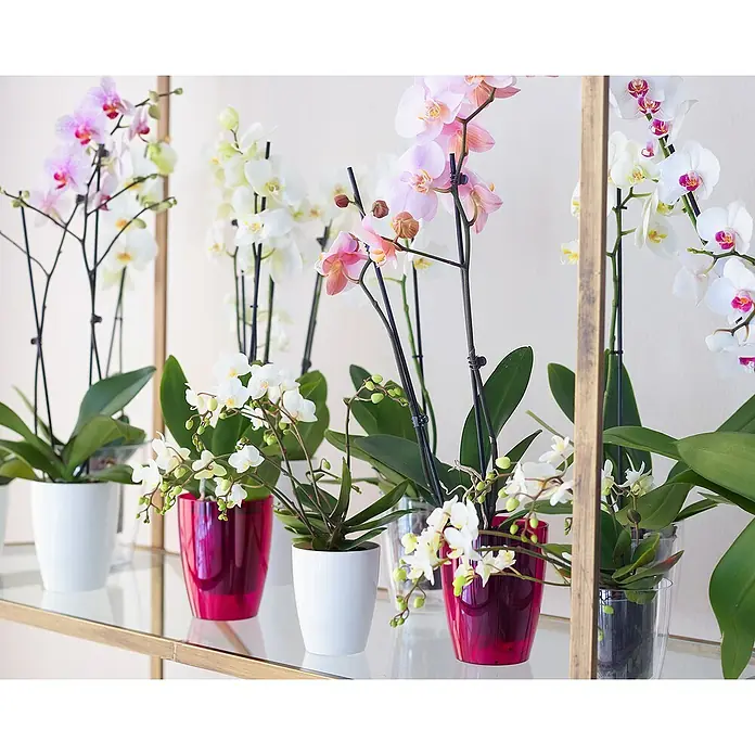 Artevasi Orchideentopf Fiji - Außenmaß (Ø x H): 12,5 x 15 cm, Kunststoff, Weiß - Eine Reihe von Orchideen in verschiedenen Farben und Töpfen stehen auf einem goldenen Regal vor einem hellen Hintergrund. Die Pflanzen blühen.
