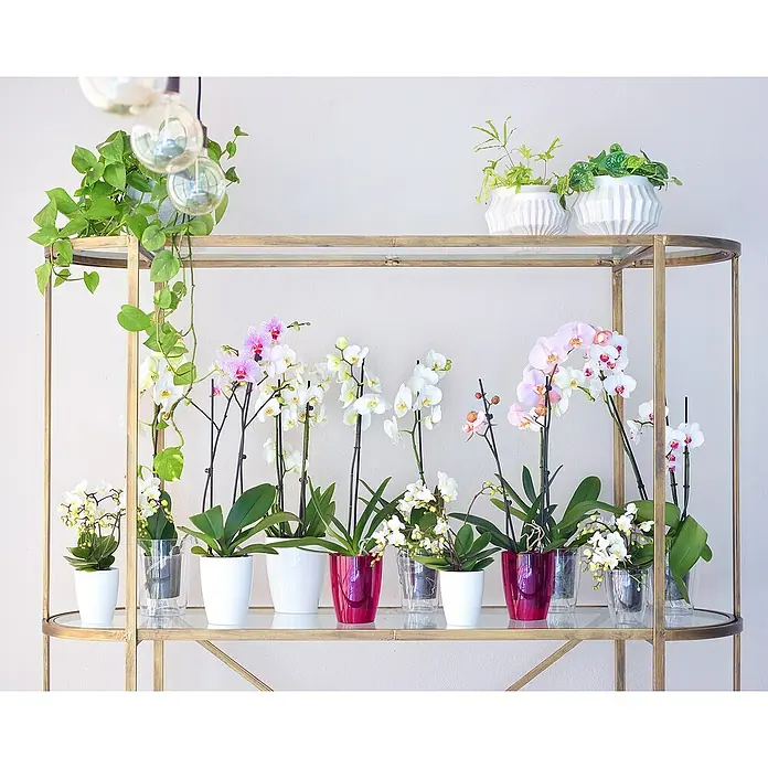 Artevasi Orchideentopf Fiji - Außenmaß (Ø x H): 12,5 x 15 cm, Kunststoff, Weiß - Nahaufnahme eines goldenen Regals mit verschiedenen Orchideen in weißen und rosafarbenen Töpfen, ergänzt durch Grünpflanzen auf den oberen Ebenen.