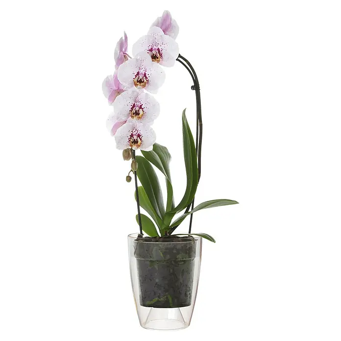 Artevasi Orchideentopf Fiji - Außenmaß (Ø x H): 12,5 x 15 cm, Kunststoff, Transparent - Elegante Orchidee in einem transparenten Topf. Die zarten Blüten mit rosa Akzenten schmücken jeden Raum und bringen einen Hauch von Natur ins Haus.