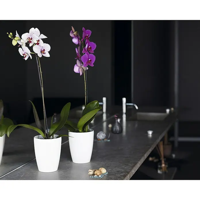 Artevasi Orchideentopf Fiji - Außenmaß (Ø x H): 12,5 x 15 cm, Kunststoff, Weiß - Elegante Orchideen in weißen Töpfen auf einer dunklen Waschtischplatte. Die Blüten in Lila und Weiß setzen stilvolle Akzente im Raum.