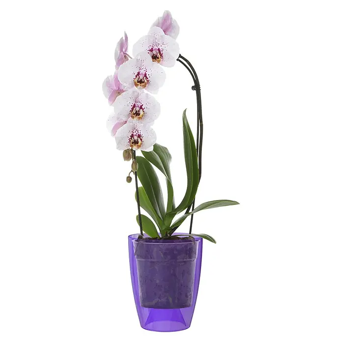 Artevasi Orchideentopf Fiji - Außenmaß (Ø x H): 12,5 x 15 cm, Kunststoff, Lila - Eine elegante Orchidee in einem lila Topf. Die zarten Blüten sind weiß mit lila Akzenten und verleihen dem Raum eine ruhige Atmosphäre.
