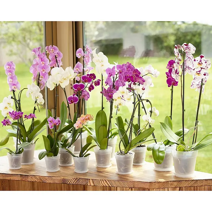 Artevasi Madagascar Orchideentopf - Außenmaß (Ø x H): 17 x 16,2 cm, Kunststoff, Transparent - Eine Sammlung von Orchideen in Töpfen in verschiedenen Farben, die auf einem Tisch mit Fenster im Hintergrund stehen.