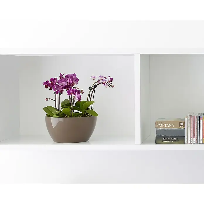 Artevasi San Remo Pflanzschale rundAußenmaß (Ø x H): 32 x 13,5 cm, Kunststoff, Taupe - Eine Zimmerpflanze mit lila Blüten in einem braunen Topf steht in einem weißen Regal neben einigen CDs.