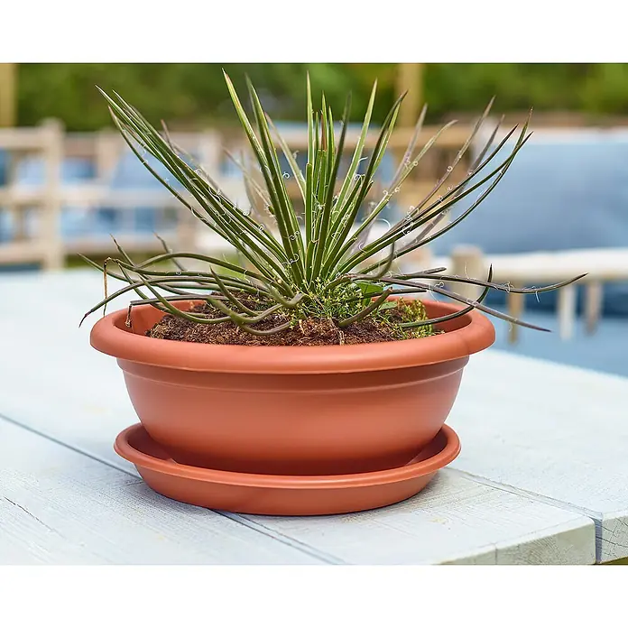 Artevasi Venezia Pflanzschale rund - Außenmaß (Ø x H): 40 x 16,5 cm, Kunststoff, Terrakotta - Nahaufnahme einer Yucca Zimmerpflanze in einem Terrakotta-Topf auf einem Holztisch im Freien, die ein natürliches Flair verleiht.