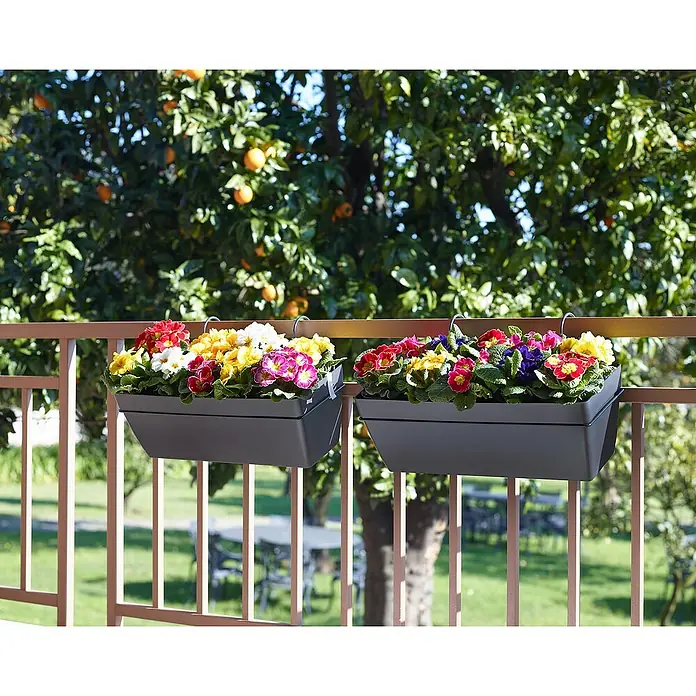 Artevasi Capri Geländerkasten - Außenmaß (L x B x H): 50,2 x 28,5 x 20 cm, Kunststoff, Anthrazit - Zwei graue Blumenkästen mit bunten Primeln hängen an einem braunen Geländer mit einem Orangenbaum im Hintergrund.