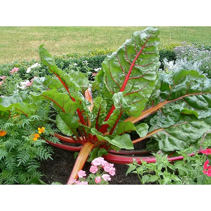 Blu Mangold Bio - Beta vulgaris subsp. vulgaris, Topfgröße: 12 cm - Üppiger Mangold mit roten Stielen und grünen Blättern, umgeben von blühenden Blumen in einem Gartenbeet.