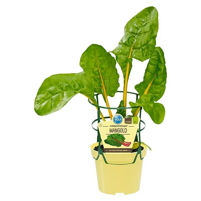 Blu Mangold Bio - Beta vulgaris subsp. vulgaris, Topfgröße: 12 cm - Farbenfroher Mangold im gelben Topf mit Halterung. Biologisch angebaut und essbar, ein Hingucker für Küche oder Garten.