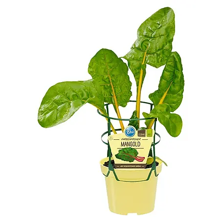 Blu  Mangold Bio