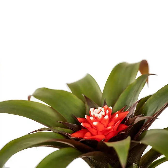 Piardino Guzmanie - Guzmania speciosa, Topfgröße: 12 cm - Nahaufnahme einer Bromelie-Pflanze mit roten und weißen Blüten. Die Pflanze hat dunkelgrüne Blätter.