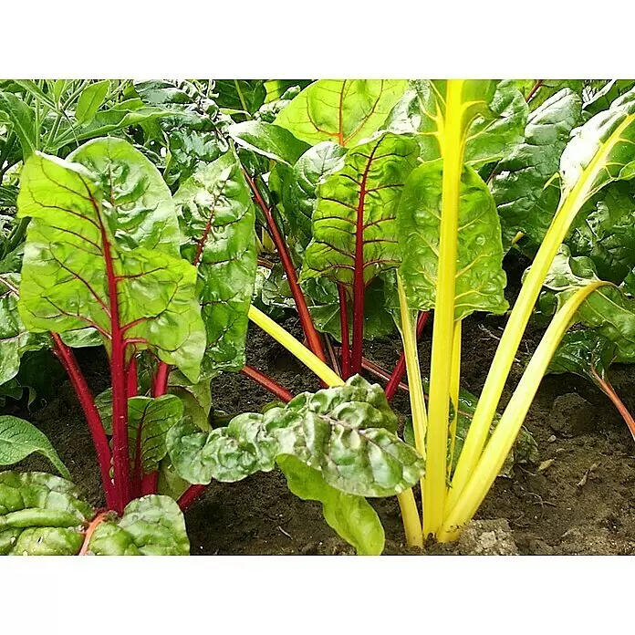 Blu Mangold Bio - Beta vulgaris subsp. vulgaris, Topfgröße: 12 cm - Detailaufnahme