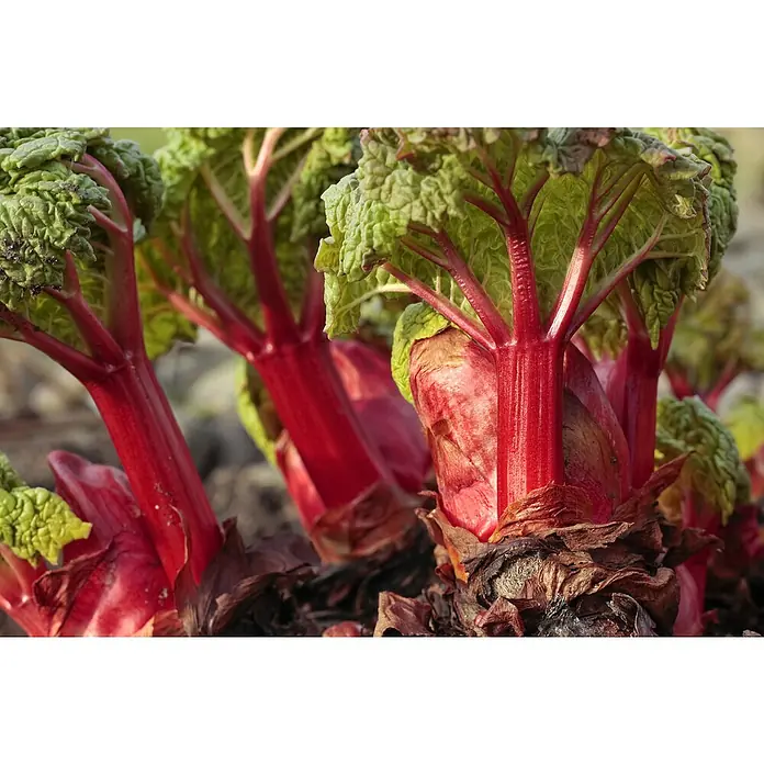 Blu Bio Rhabarber - Rheum rharbarbarum, 12 - Nahaufnahme von Rhabarberpflanzen mit roten Stielen und grünen Blättern im Garten.